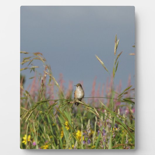 太った小さなハチドリ フォトプラーク (正面)