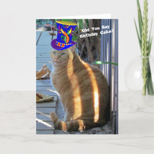 太った猫おもしろい折りグリーティングカード カード
