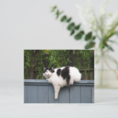 太った猫がフェンスに乗る ポストカード (スタンド正面)