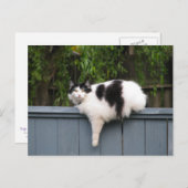 太った猫がフェンスに乗る ポストカード (正面/裏面)