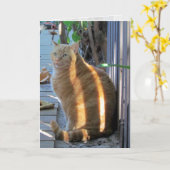 太った猫のサニーデイズ:) カード (黄色い花)