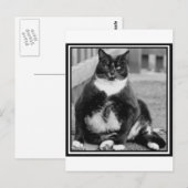 太った猫の肌寒さ ポストカード (正面/裏面)