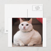 太った猫 ポストカード (正面/裏面)