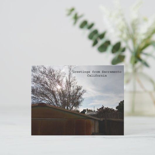 太った猫 ポストカード (スタンド正面)