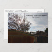 太った猫 ポストカード (正面/裏面)