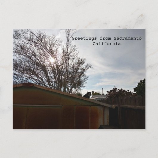 太った猫 ポストカード (正面)