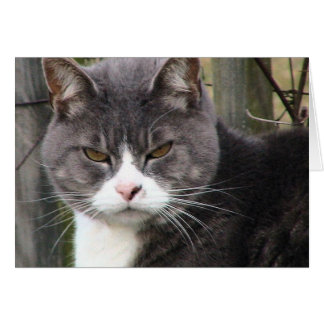 太った虎猫不機嫌