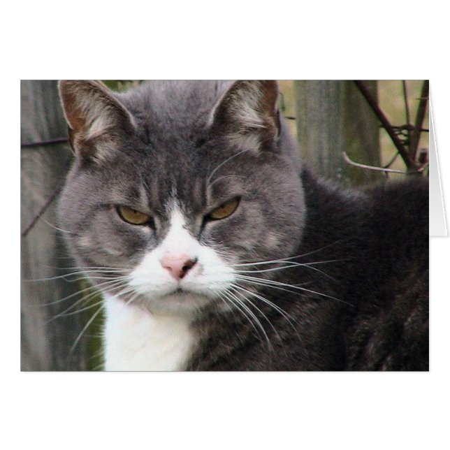 太った虎猫不機嫌 (正面横)