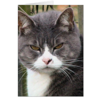 太った虎猫不機嫌