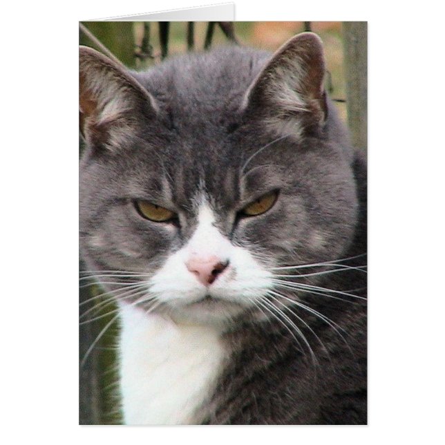 太った虎猫不機嫌 (正面)