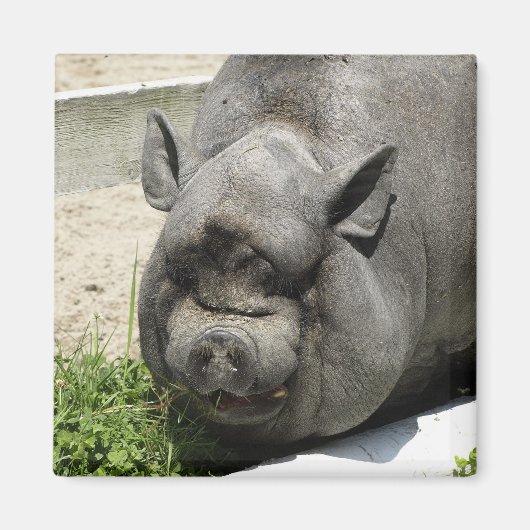 太った豚 |農地 マグネット (正面)