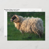 太字のヒツジ、ルイス、外のHebridesの島 ポストカード (正面/裏面)