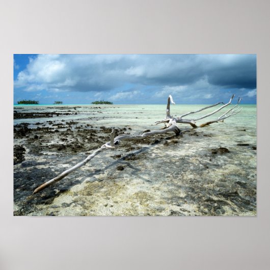 太平洋のポスターに死んだ木材 ポスター (正面)