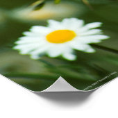 太平洋の油濁蝶 ポスター (角)