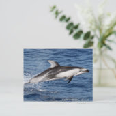 太平洋の白い味方されたイルカの郵便はがき ポストカード (スタンド正面)