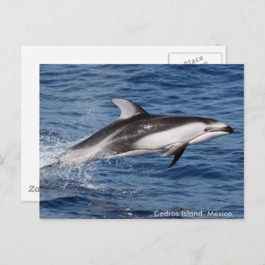 太平洋の白い味方されたイルカの郵便はがき ポストカード (正面/裏面)
