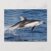 太平洋の白い味方されたイルカの郵便はがき ポストカード (正面)