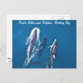太平洋の白い面をしたイルカのはがき ポストカード (正面/裏面)