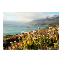 太平洋の花の写真