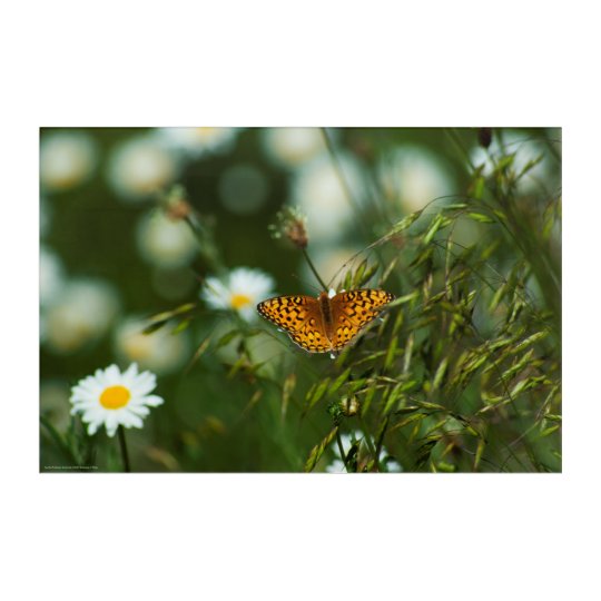 太平洋のFritillaryの蝶 アクリルウォールアート