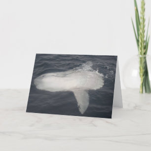 太平洋のSunfish (Molaのmola) カード