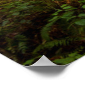 太平洋北西部の森林 霧の朝 ポスター (角)