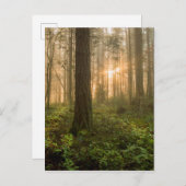太平洋北西部の森林 霧の朝 ポストカード (正面/裏面)