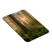 太平洋北西部の森林 霧の朝 マグネット (右側)