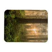 太平洋北西部の森林 霧の朝 マグネット (横)