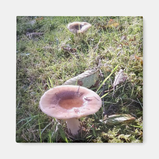 太平洋北西部ルスラ茸 マグネット