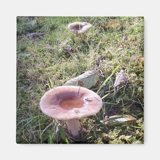 太平洋北西部ルスラ茸 マグネット (正面)