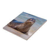 太平洋岸に沿ったビーチ上のシール タイル (側面)