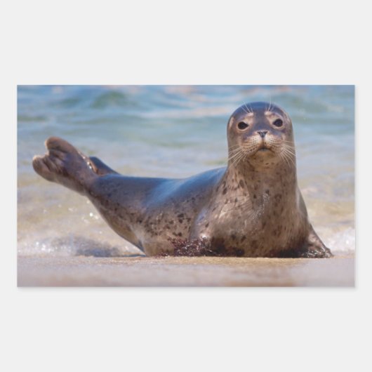 太平洋岸に沿ったビーチ上のシール 長方形シール (正面)