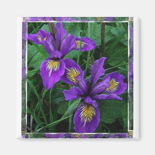 太平洋岸（ダグラス）アイリス – マグネット (正面)