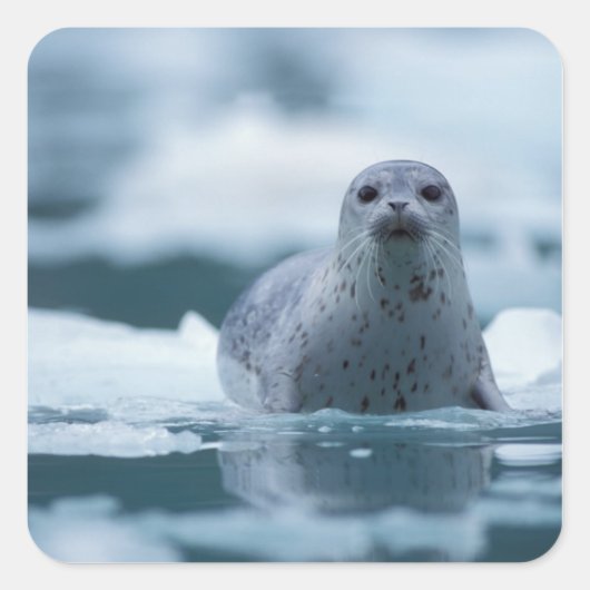 太平洋沿岸のアザラシ, Phoca vitulina richardsi スクエアシール (正面)