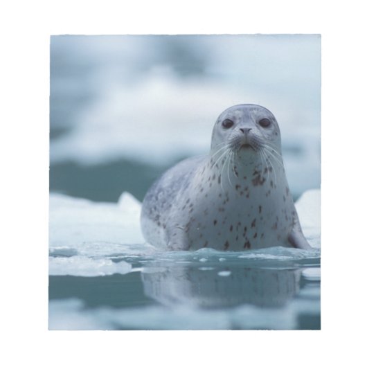 太平洋沿岸のアザラシ, Phoca vitulina richardsi ノートパッド (正面)