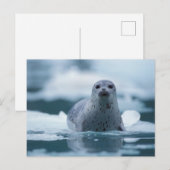 太平洋沿岸のアザラシ, Phoca vitulina richardsi ポストカード (正面/裏面)