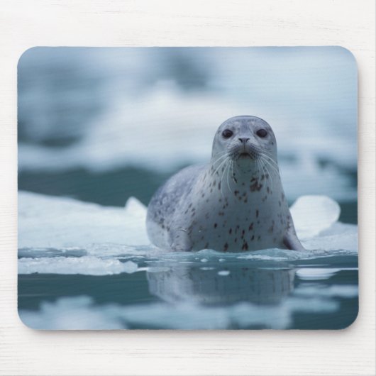 太平洋沿岸のアザラシ, Phoca vitulina richardsi マウスパッド (正面)