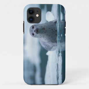 太平洋沿岸のアザラシ, Phoca vitulina richardsi iPhone 11 ケース