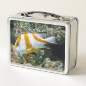 太平洋海レッドエンペラースナッパーホワイトブラウンバンド メタルランチボックス (裏面)