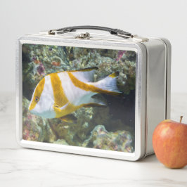 太平洋海レッドエンペラースナッパーホワイトブラウンバンド メタルランチボックス