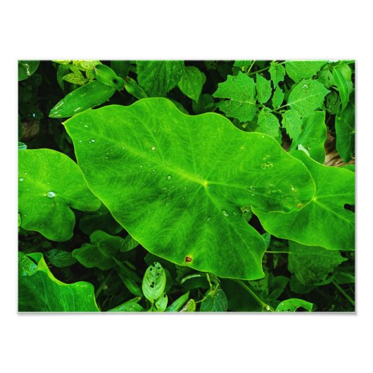 太郎自然 フォトプリント            (正面)