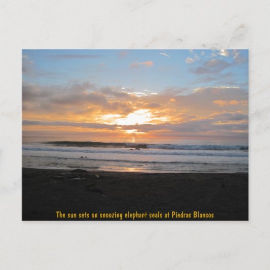 太陽がゾウアザラシの雪を降り注ぐ ポストカード (正面)