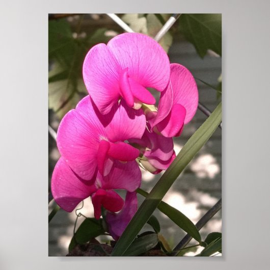 太陽と印象的なイルミネーションを均一にする ポスター (正面)