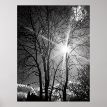 太陽と木の枝のトレーサリーのポスター