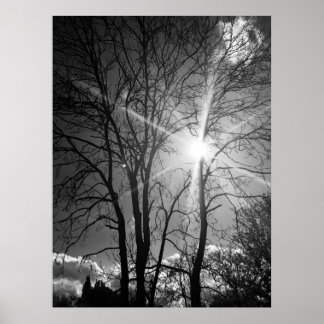 太陽と木の枝のトレーサリーのポスター ポスター