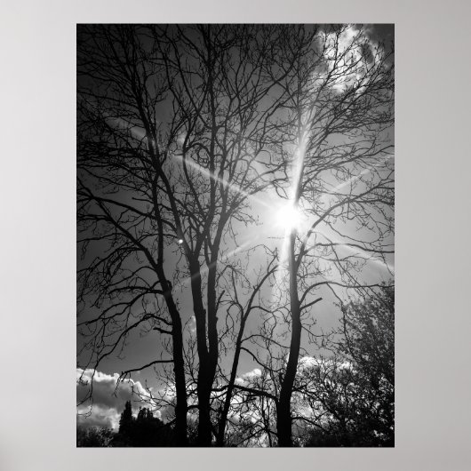 太陽と木の枝のトレーサリーのポスター ポスター (正面)