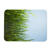 太陽と青空に背の高い緑の草 マグネット (横)