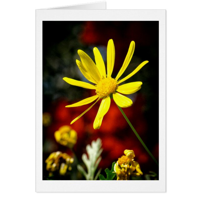 太陽にキスされる (正面)