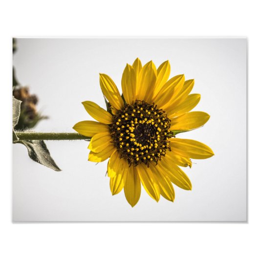 太陽に向かって フォトプリント            (正面)